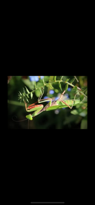 Giant Austrailian Jungle Mantis