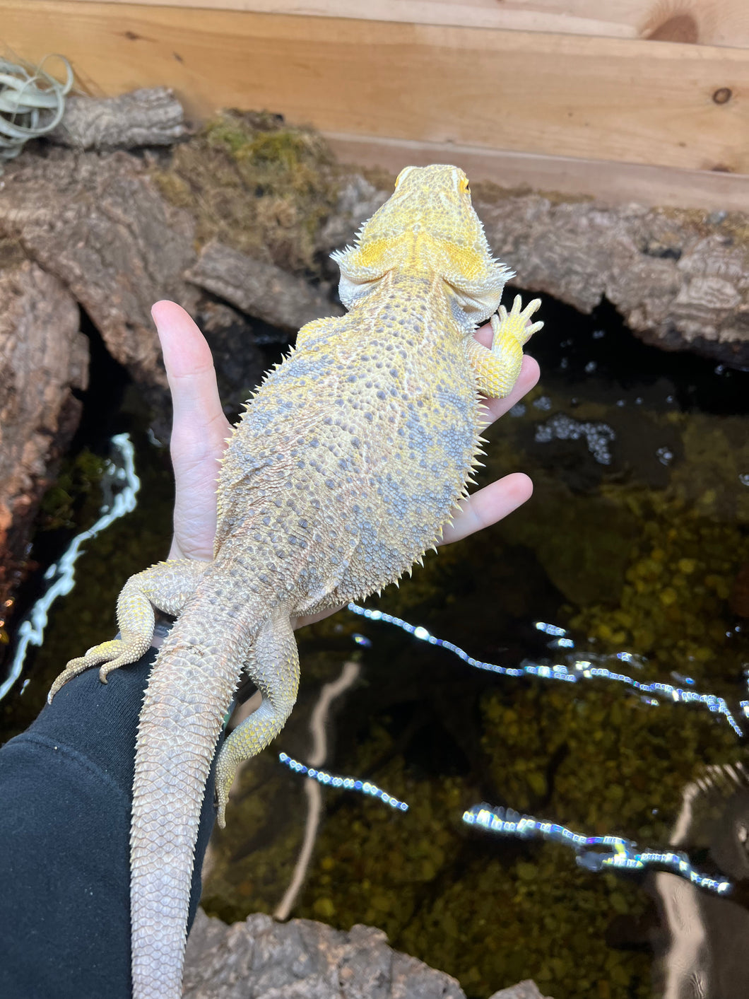 Adult Bearded Dragon (Female)