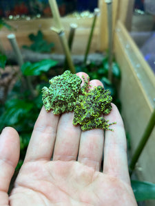 Sub-Adult Vietnamese Mossy Frog