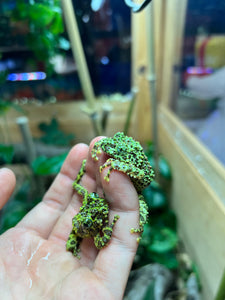 Sub-Adult Vietnamese Mossy Frog