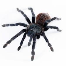 Brazilian Blue Violet Tarantula