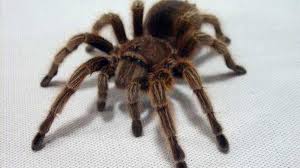 Chilean Rose Hair Tarantula