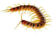 Tiger Centipede