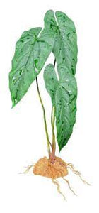 Spotted Begonia (Fake)