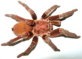 King Baboon Tarantula