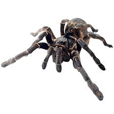 Thailand Baboon Tarantula