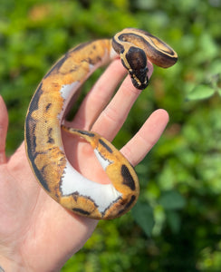 Baby Pastel Pied Ball Python (Female)