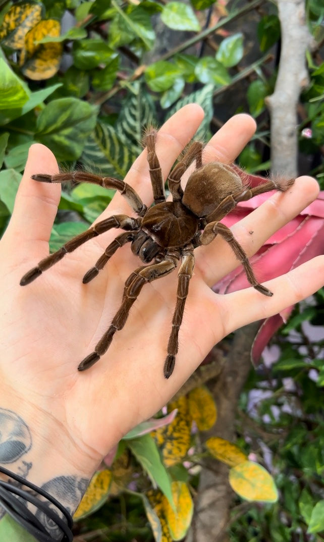 Adult Goliath Birdeater Tarantula (Female) – Scales and Tails of Ohio