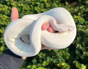 Adult Black Pastel Cinnamon Fire Highway Ball Python (Male)