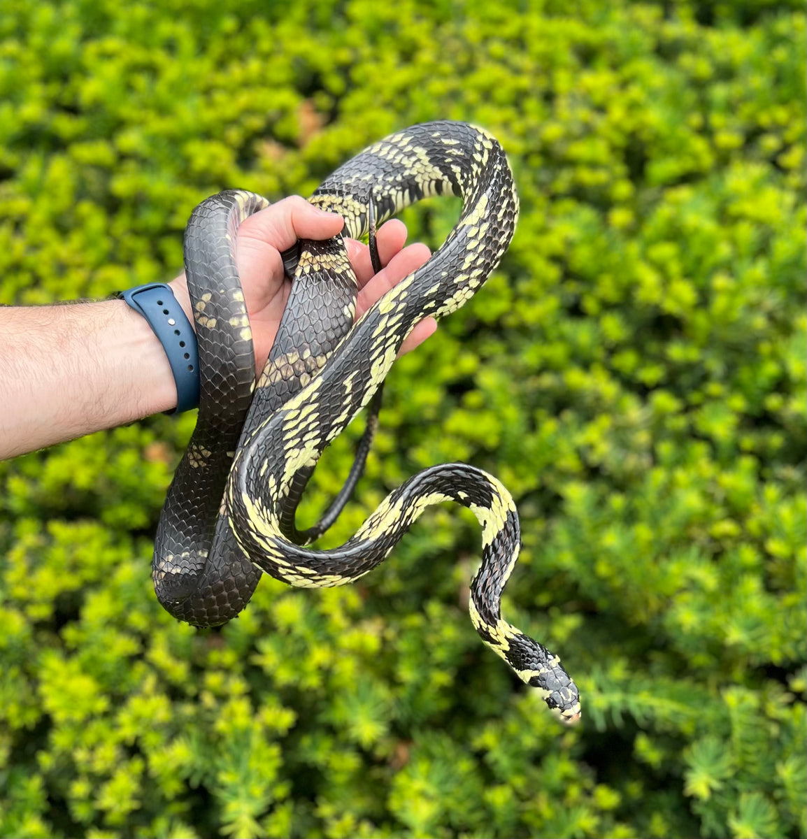 Adult Tiger Ratsnake (Male 1) – Scales and Tails of Ohio