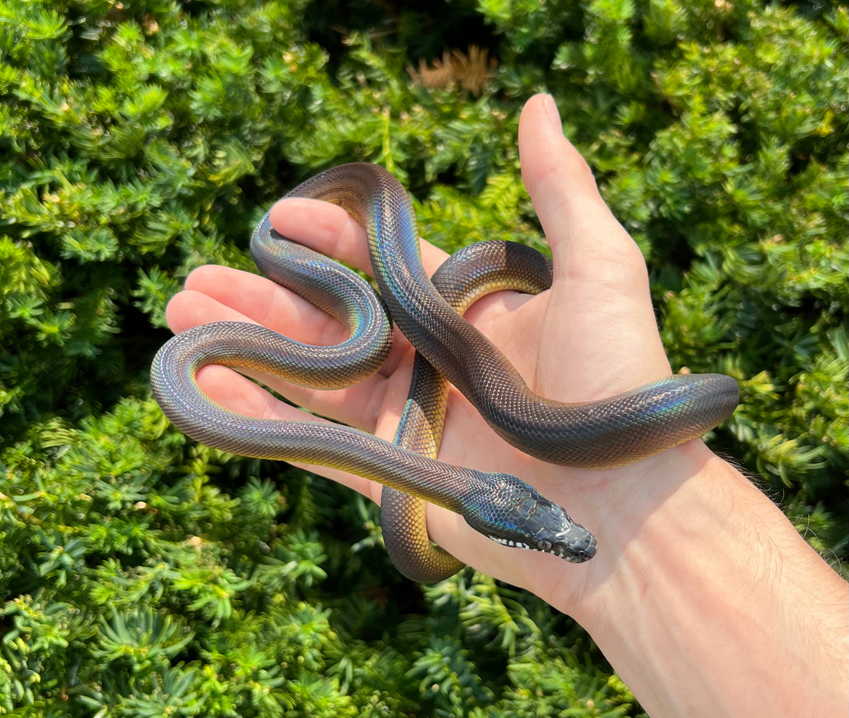 Juvenile Northern White-Lipped Python (Male) – Scales and Tails of Ohio