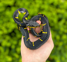 Load image into Gallery viewer, Sub-Adult Malaysian Mangrove Snake