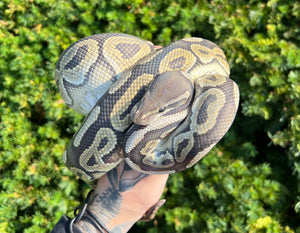 Adult Cinnamon Hypo Ball Python (Male)