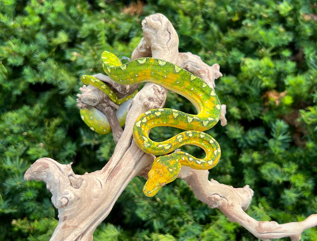 Baby Biak Green Tree Python (9)