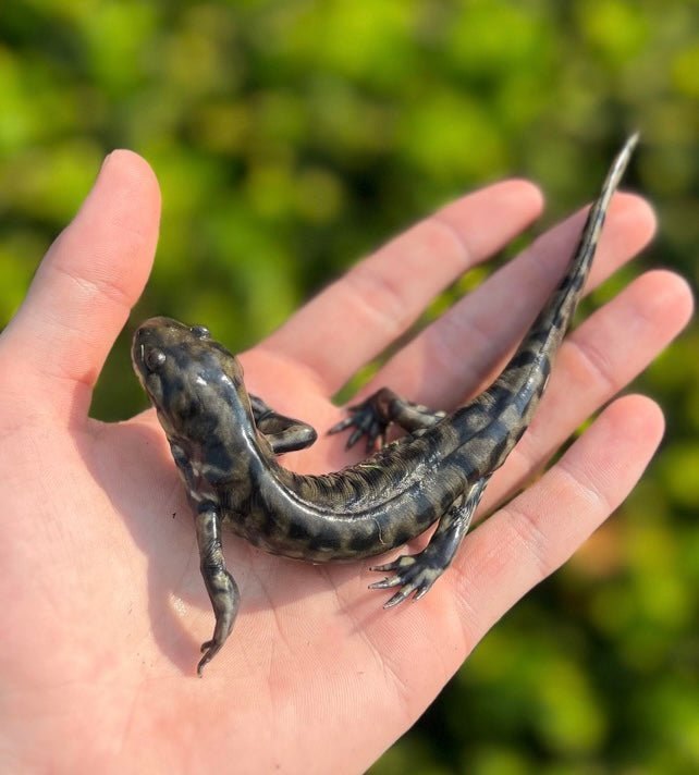 Adult Tiger Salamander – Scales and Tails of Ohio