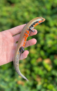 Fire Skink