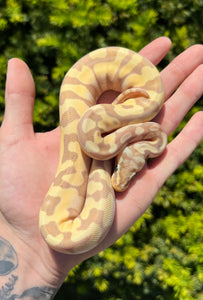 Baby Banana Pastel Enchi Ball Python