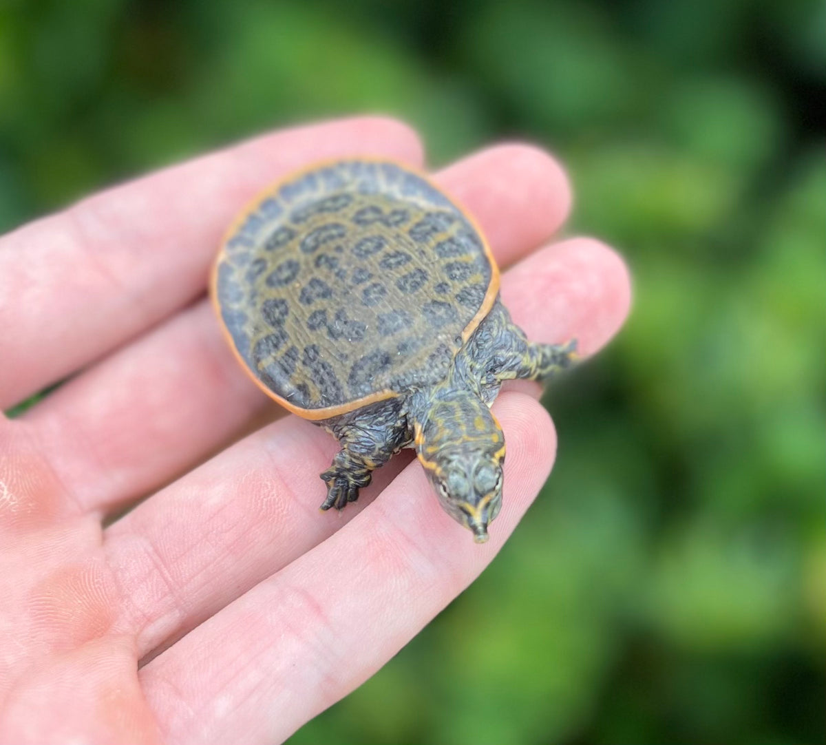 Baby Florida Softshell Turtle – Scales and Tails of Ohio