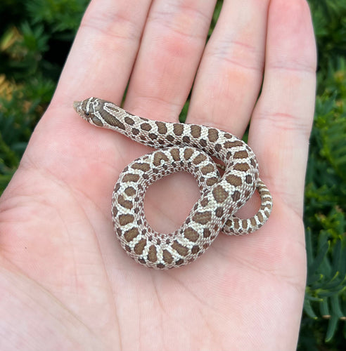 Baby Western Hognose Snake