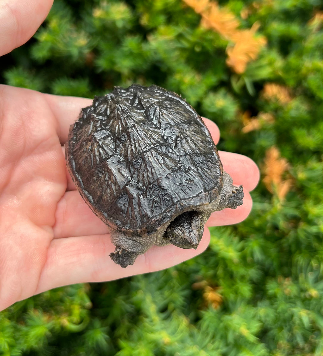 Small Florida Snapping Turtle – Scales and Tails of Ohio