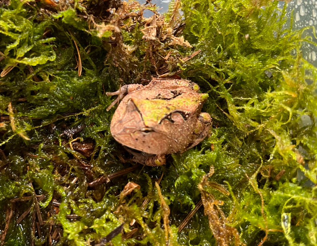 Baby Suriname Horned Frog