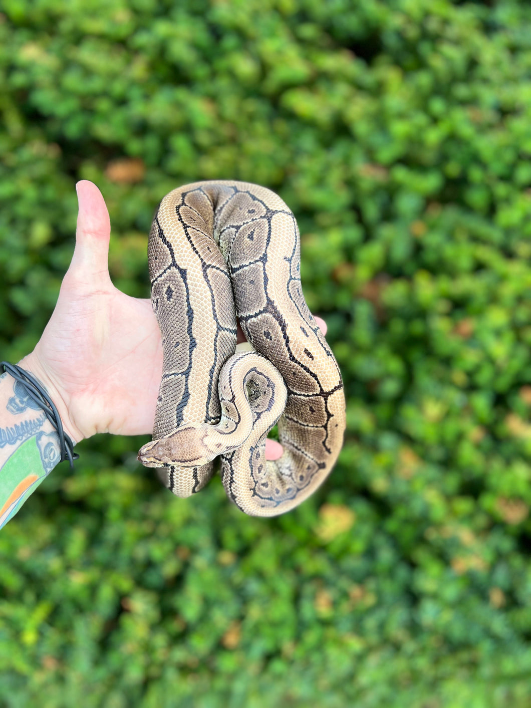 Adult Pinstripe het Albino Ball Python (Male)