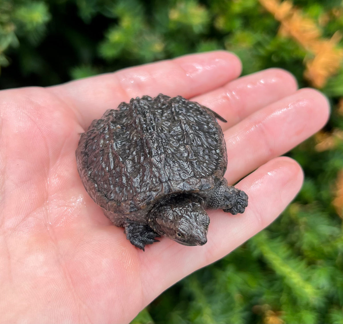 Baby Florida Snapping Turtle – Scales and Tails of Ohio