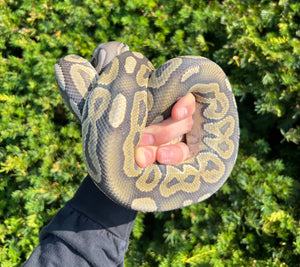 Adult Cinnamon Hypo Ball Python (Male)