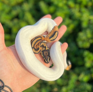 Baby ‘High-White’ Pied Ball Python (Male)