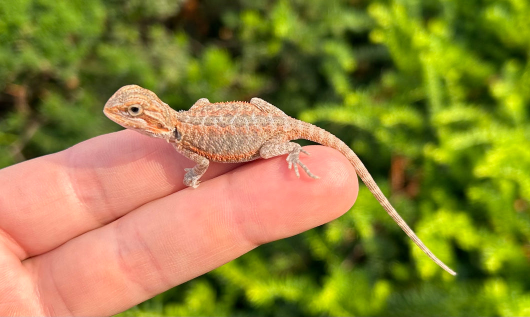 bearded dragon baby colors