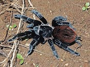 Mexican Black Velvet Tarantula