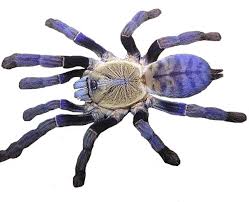 Purple Earth Tiger Tarantula