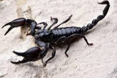 Laotian Black Forest Scorpion