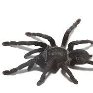 Thailand Black Tarantula