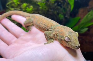 Adult Pine Island Chahoua Gecko (Male)