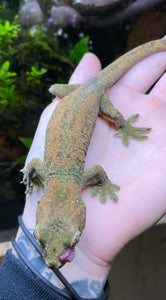 Adult Pine Island Chahoua Gecko (Male)