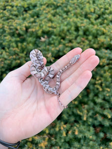 Baby Red Factor Corn Snake