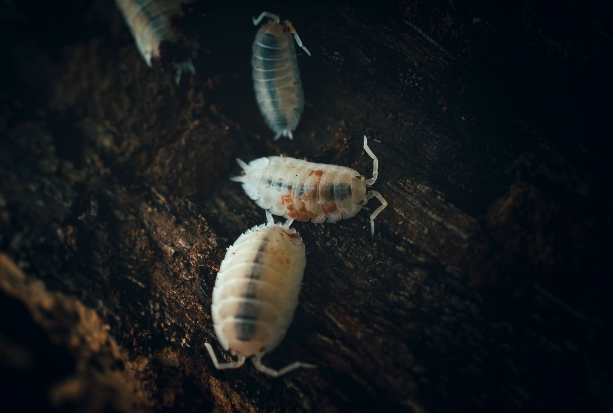 Isopods and Springtails – Scales and Tails of Ohio