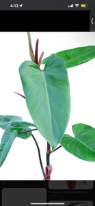 Red Emerald Philodendron