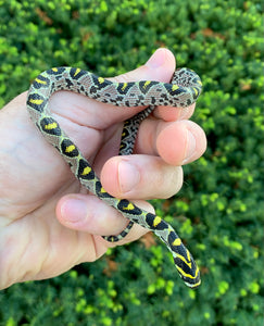 Baby Mandarin Ratsnake (Female 1)