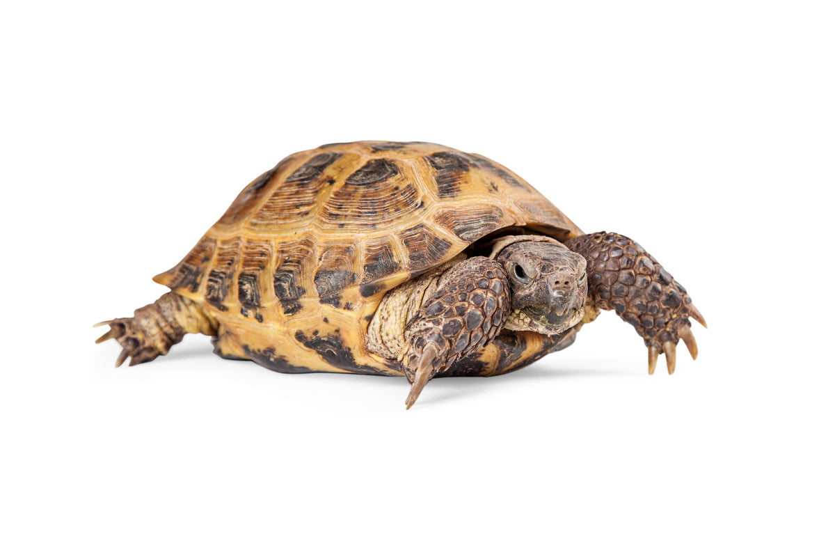 Adult Russian Tortoise – Scales and Tails of Ohio