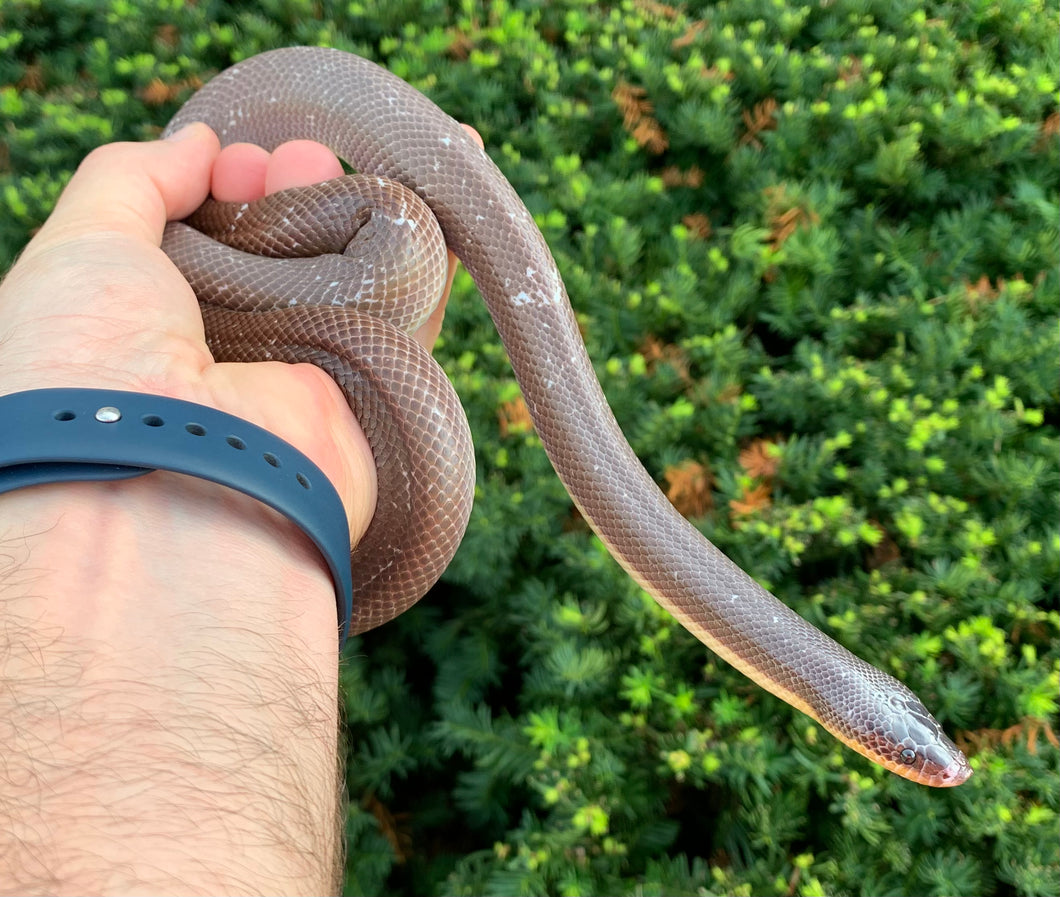 Adult New World Burrowing Python (Male)