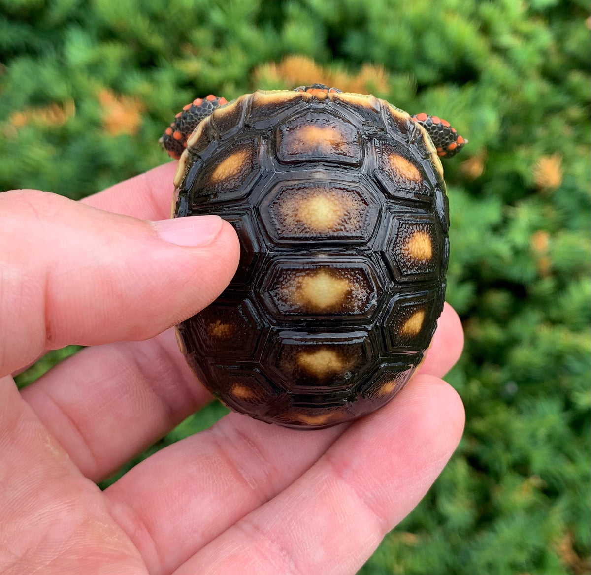 Baby Red Foot Tortoise – Scales and Tails of Ohio