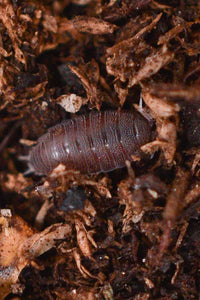 Dwarf Purple Isopod