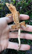 Load image into Gallery viewer, Juvenile Dalmatian Pinstripe Crested Gecko (Male)