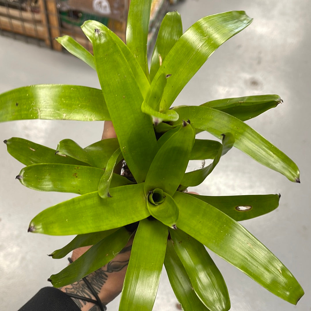 Vriesea Erythrodactylon Bromeliad – Scales and Tails of Ohio