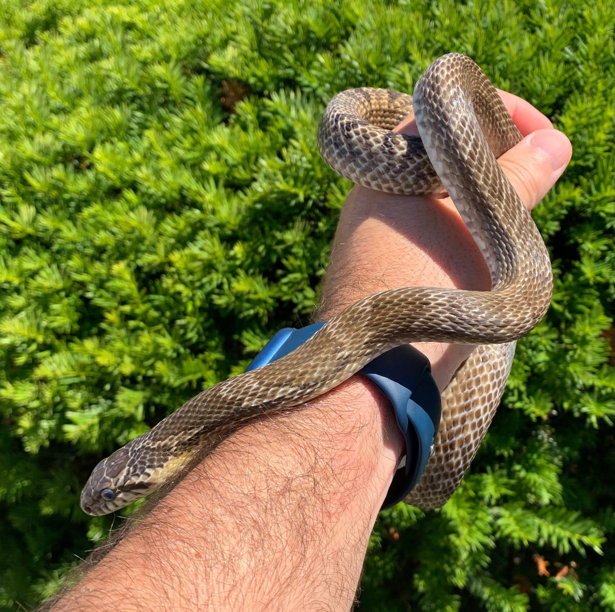 Adult Korean Ratsnake (Pair) – Scales and Tails of Ohio