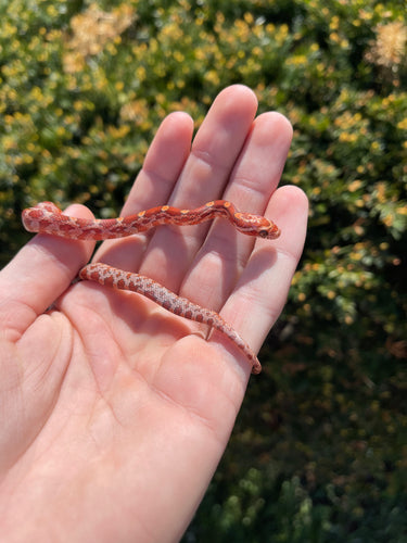 Baby Hypo Corn Snake