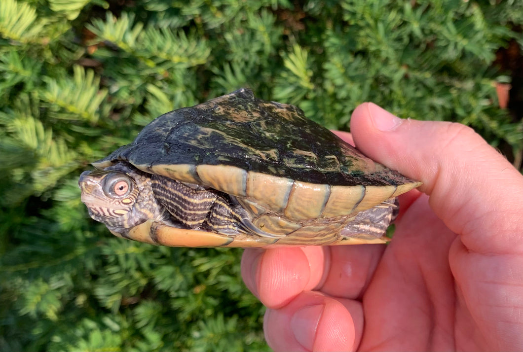 Small Map Turtle (5”)