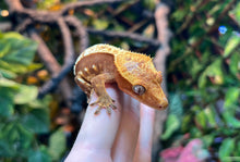 Load image into Gallery viewer, Adult Red Soft-Scale Crested Gecko (Female)